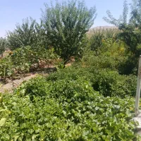 باغ