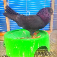 حمیدیه|پرنده|حمیدیه, |دیوار