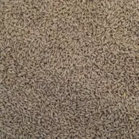 خریدار گندم نقدی