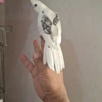 عروس هلندی آلبینو دوکت پروانه ای