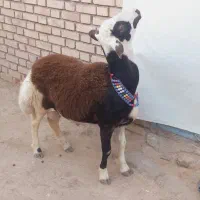 بره قوچ پلنگی