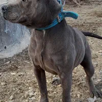 سگ پیت‌بول