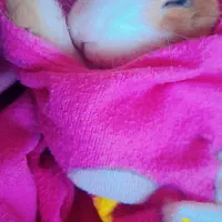 خرگوش همراه قفس