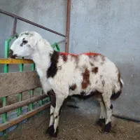 بره قوچی