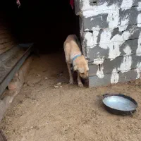 سگ ماده پژدر