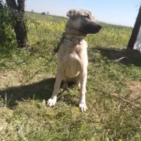 سگ همراه گله