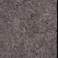 آویشن باریک