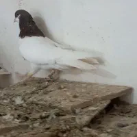 یک جفت شصتی نر چپ ماده