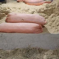 کاه گندم سفید و نرم بدون خاک ورطوبت ،