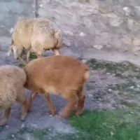 یک عدد گوسفند با دو بره نر و ماده