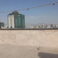 کبوتر های رنگی و پلنگی