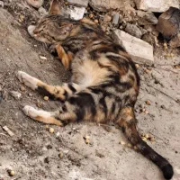 گربه|گربه|آران و بیدگل, |دیوار