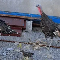 بوقلمون ماده تخم گذار