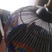 پرند قناری سهره