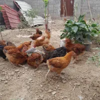 جوجه گلپایگان