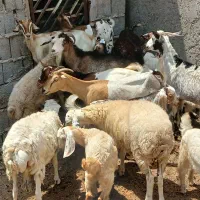 کهره گیسه بز خود بندرعباس با قصابی رایگان