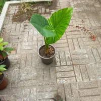 یک عدد گل بابا آدم قیمت مناسب