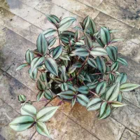 گلسرای طلوع حراجی ۲۵ مدل گل مختلف فقط صد