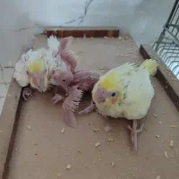 جوجه سرلاکی عروس هلندی