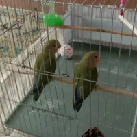 جوجه کوتوله برزیلی