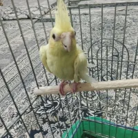 عروس هلندی نر معاوضه با قناری نر