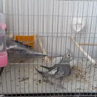 عروس هلندی جفت