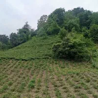زمین باغی بادسترسی عالی در بهترین جا