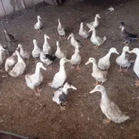 اردک