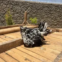 مرغ کرچ گلین