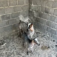 کهره با بچه ،و کهره آغوس