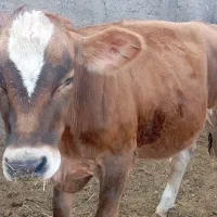 سه راس گوساله دوراس ماده یک راس نر