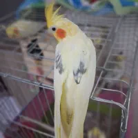 یک جفت عروس هلندی خوشگل لوتینو