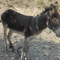 الاغ سرحال