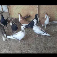 کبوتر مغلف ۱۲تا