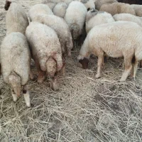 گوسفند.میش داشتی .شیشک