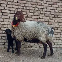 شیشک و میش زاییده