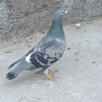 کبوتر|پرنده|اسفراین, |دیوار