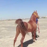 اسب نریان نژاد کرد