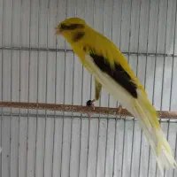 قناری رسمی بلند