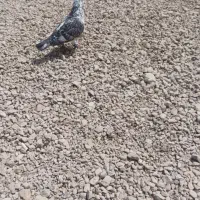 کبوتر|پرنده|برازجان, |دیوار