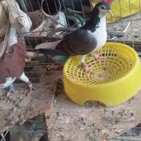 کفتر