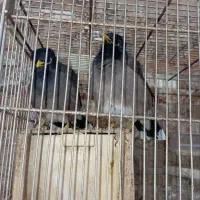 یک جفت مرغ مینا نروماده سخنگو درجه یک