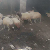 قوچ ماکو