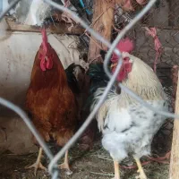 خروس|حیوانات مزرعه|چوار, |دیوار