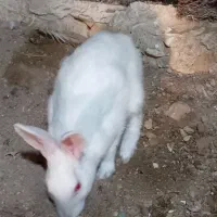 خرگوش هلندی