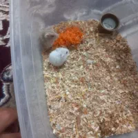 همستر