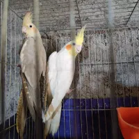 عروس هلندی