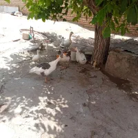غاز