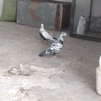 جفت کفتر کبوتر