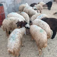 بره عربی و لری چاق  مست